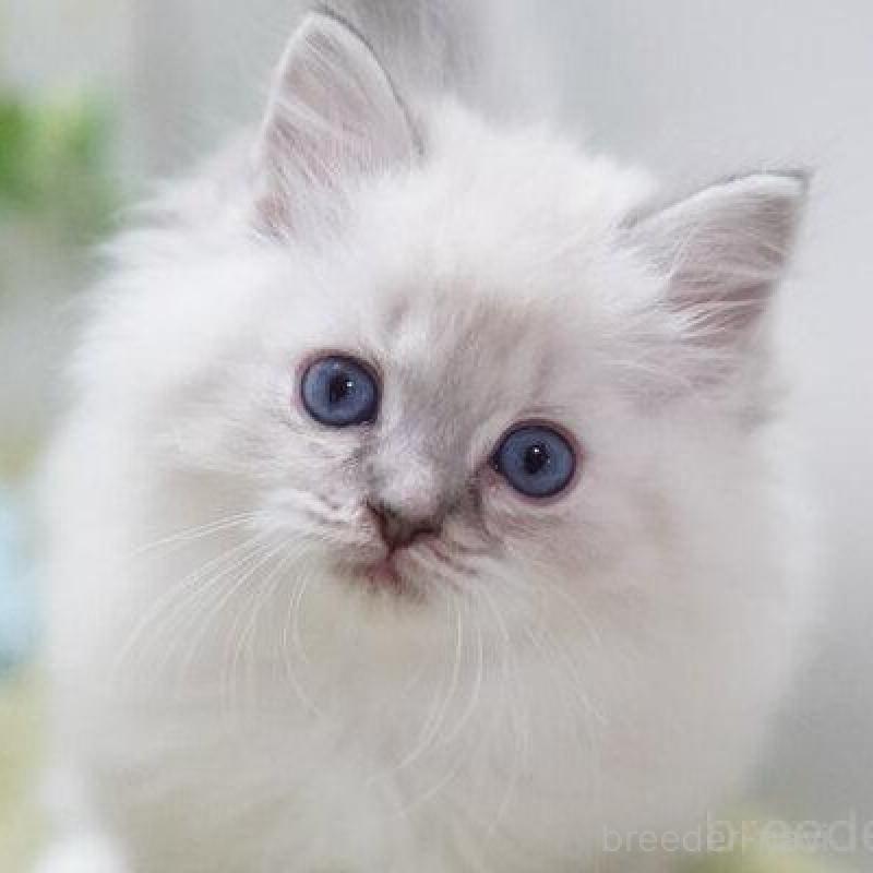 商談中の神奈川県のラグドール-138318の1枚目