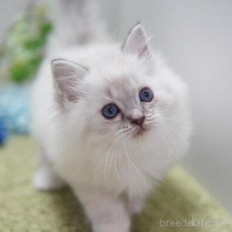 商談中の神奈川県のラグドール-138318の5枚目