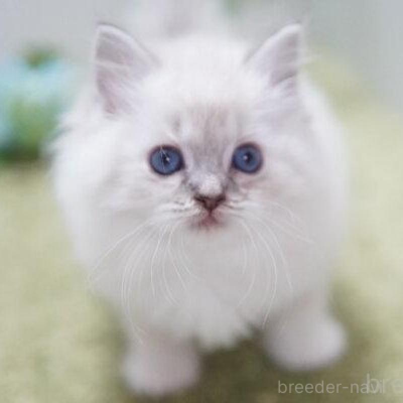 商談中の神奈川県のラグドール-138318の4枚目