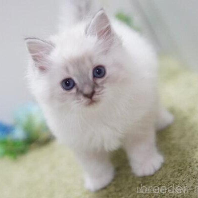 商談中の神奈川県のラグドール-138318の3枚目