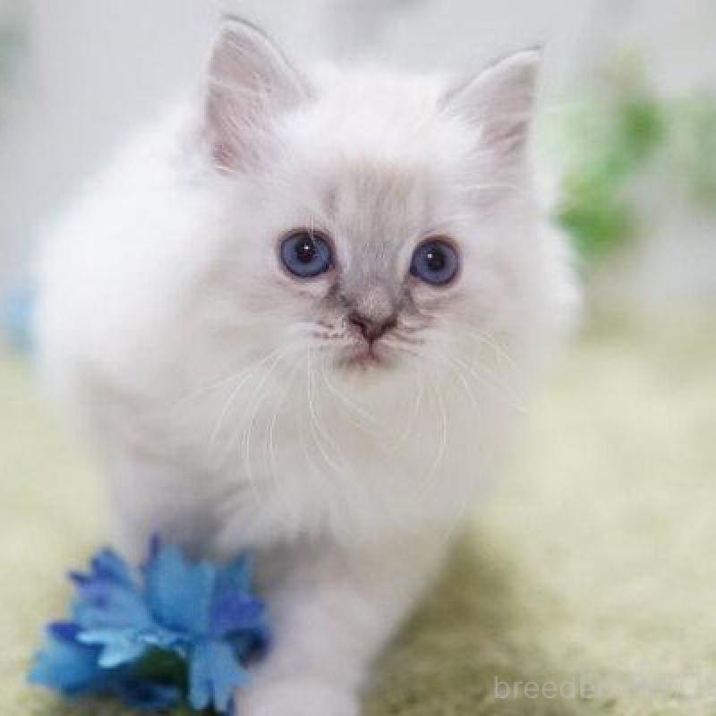 商談中の神奈川県のラグドール-138318の2枚目