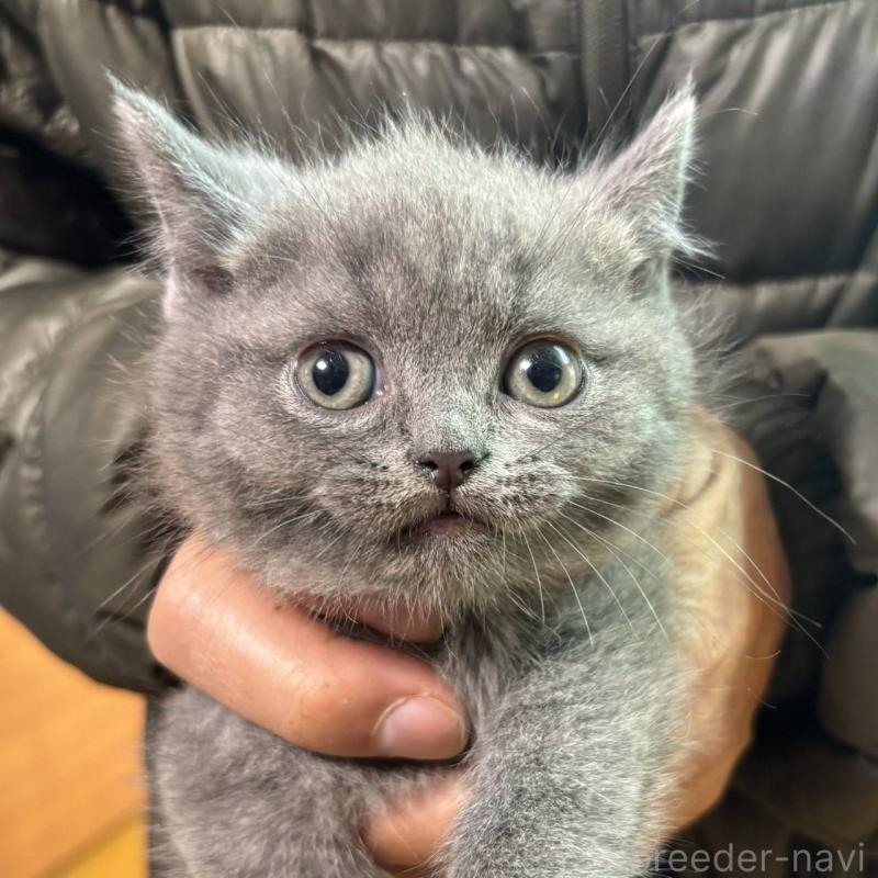 販売中の愛知県のブリティッシュショートヘア-138319