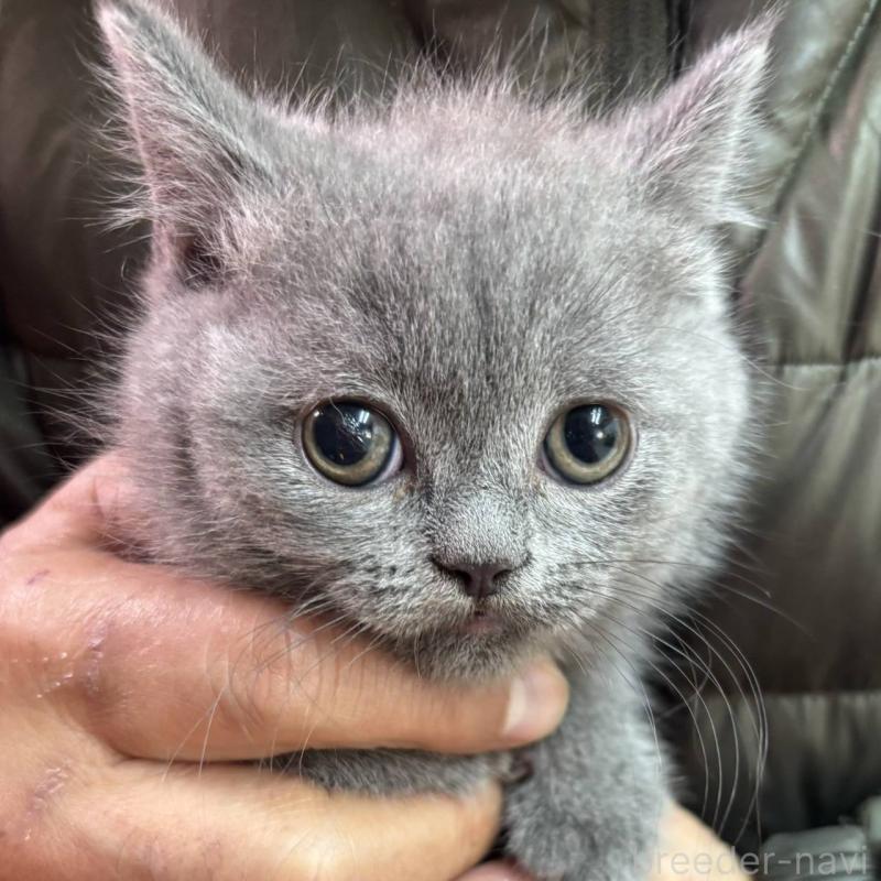 販売中の愛知県のブリティッシュショートヘア-138320