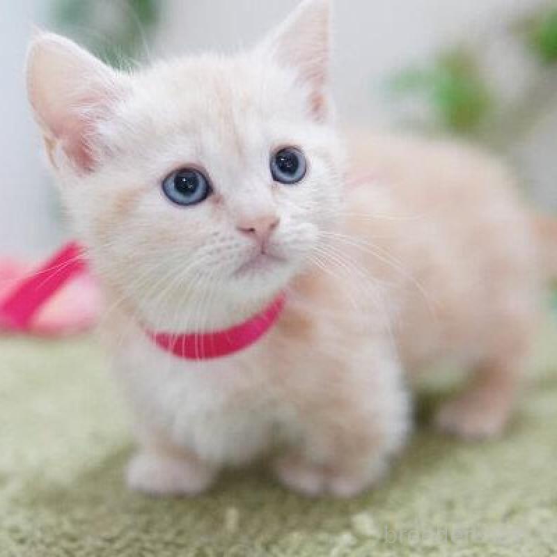 販売中の神奈川県のマンチカン(短足)-138321の5枚目