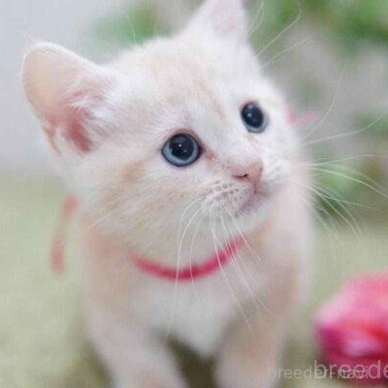 販売中の神奈川県のマンチカン(短足)-138321の4枚目