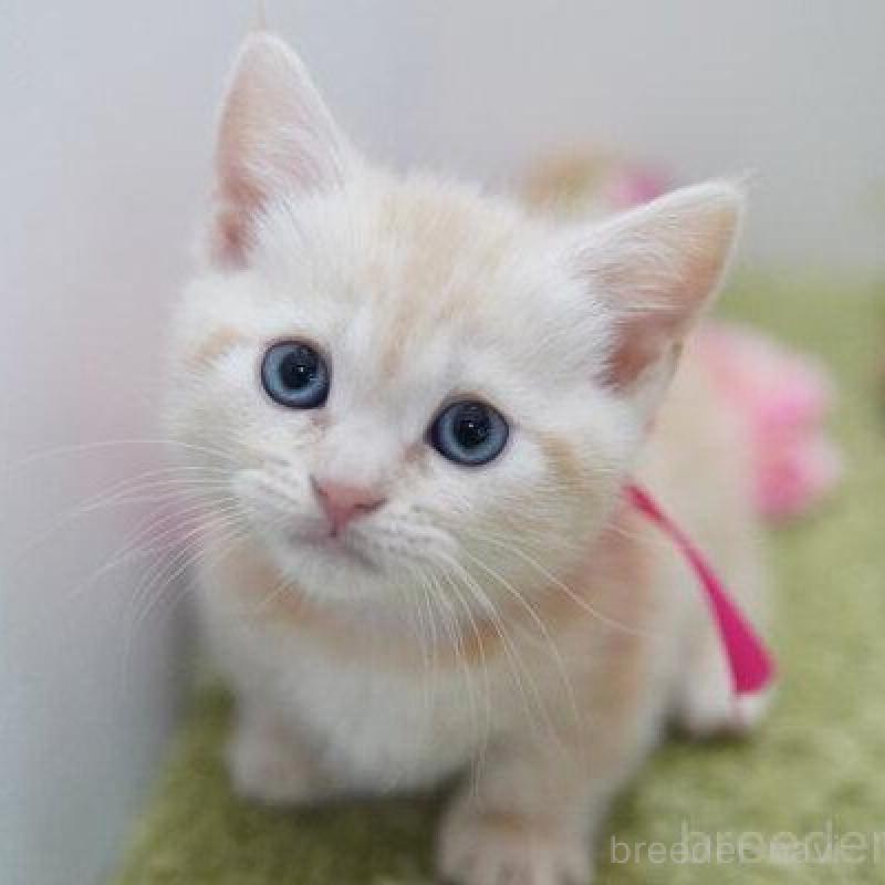 販売中の神奈川県のマンチカン(短足)-138321の3枚目