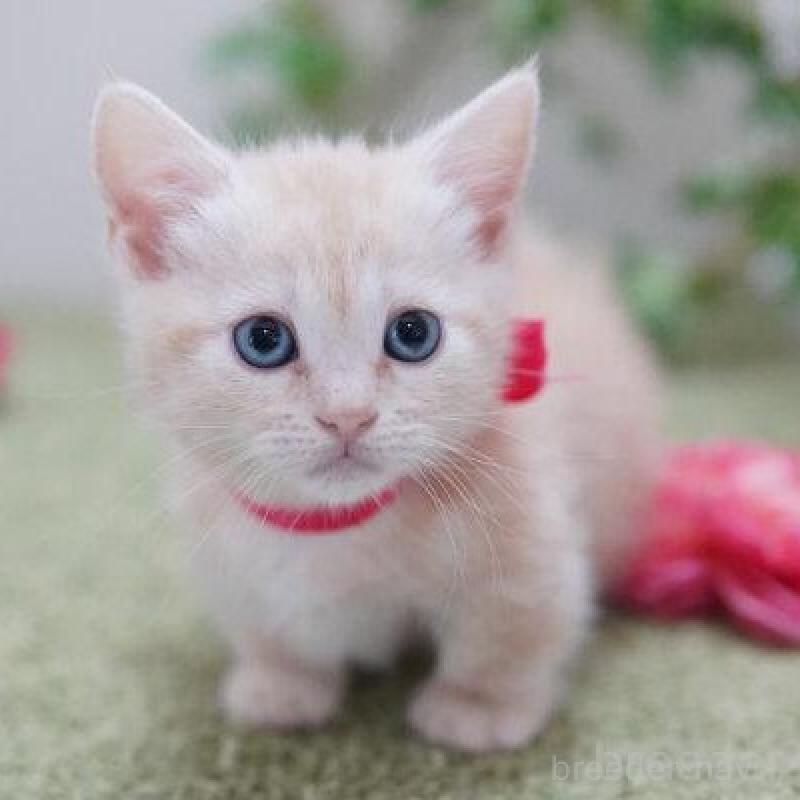 販売中の神奈川県のマンチカン(短足)-138321の2枚目