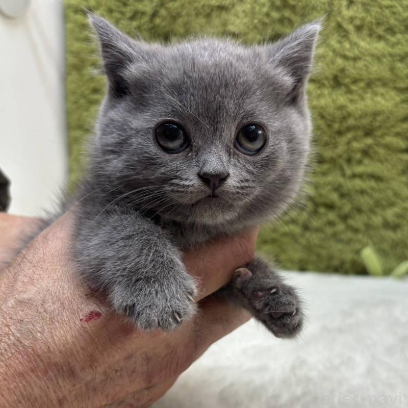 販売中の愛知県のブリティッシュショートヘア-138322