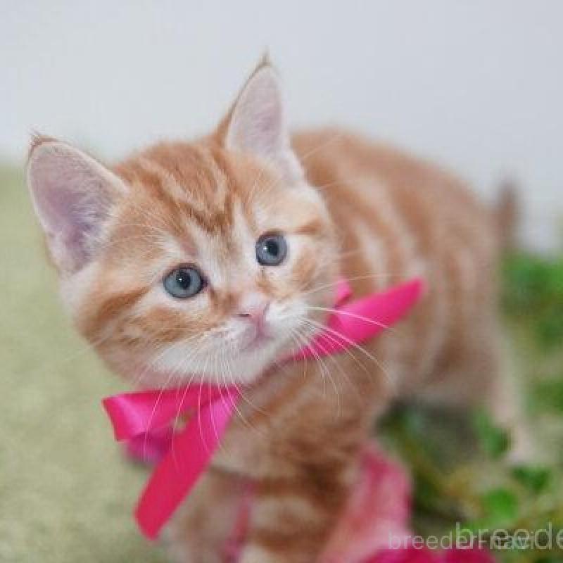 販売中の神奈川県のアメリカンショートヘア-138323の1枚目