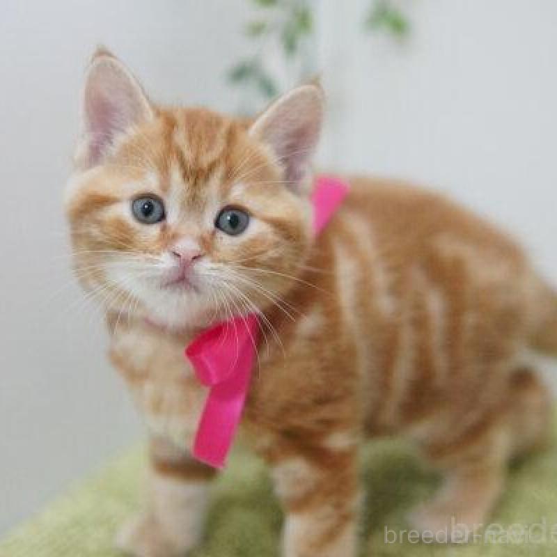 販売中の神奈川県のアメリカンショートヘア-138323の5枚目