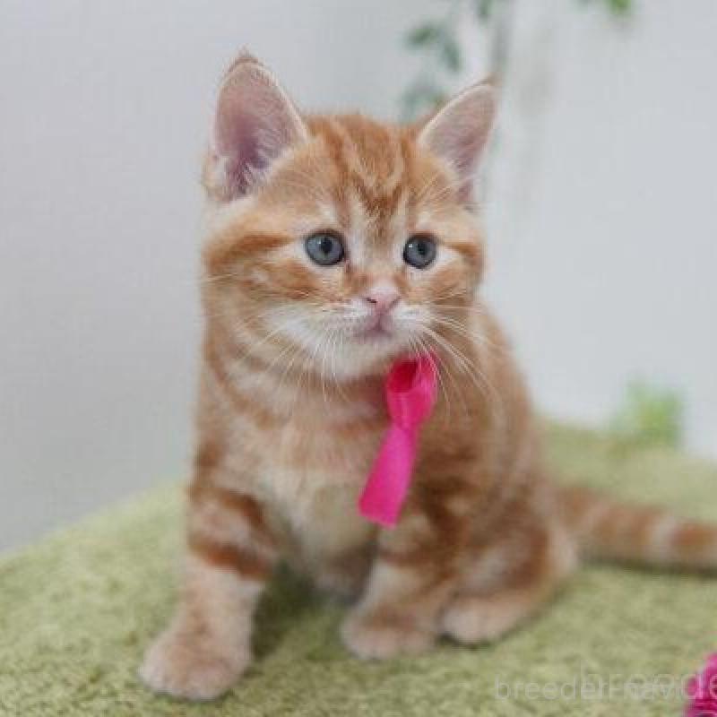 販売中の神奈川県のアメリカンショートヘア-138323の4枚目