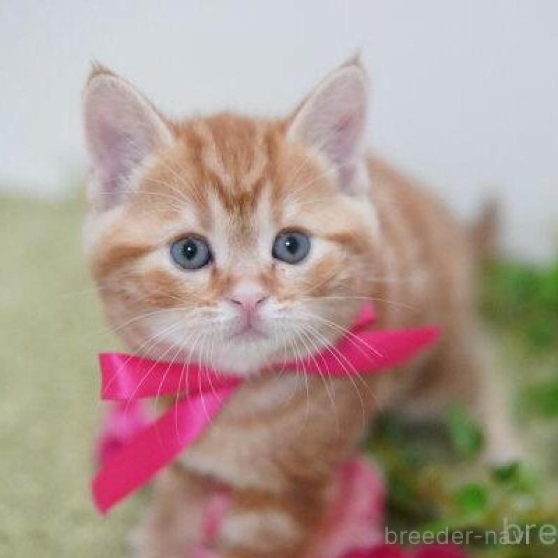 販売中の神奈川県のアメリカンショートヘア-138323の2枚目