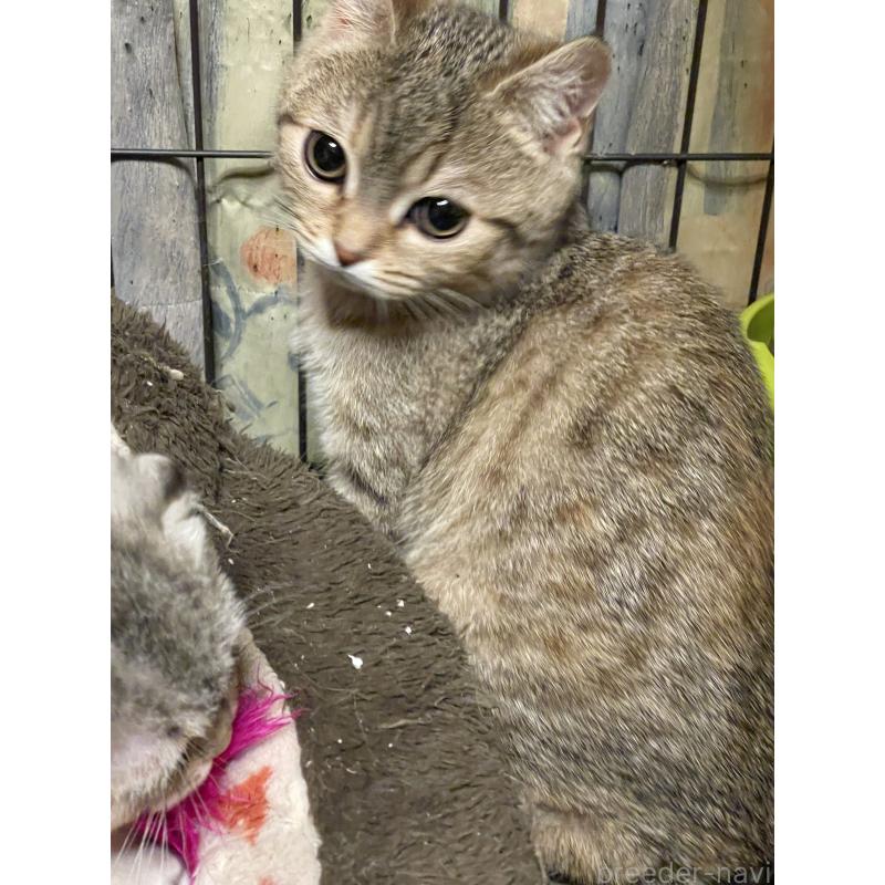 販売中の岐阜県のスコティッシュフォールド-138324の4枚目