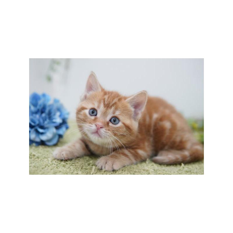 販売中の神奈川県のアメリカンショートヘア-138325の5枚目