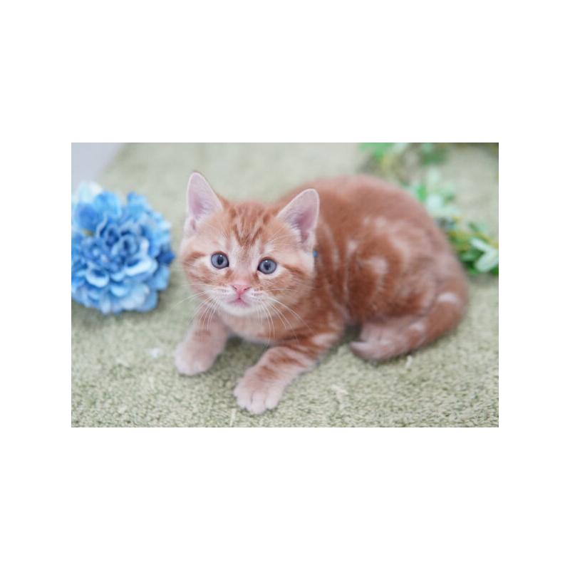 販売中の神奈川県のアメリカンショートヘア-138325の4枚目