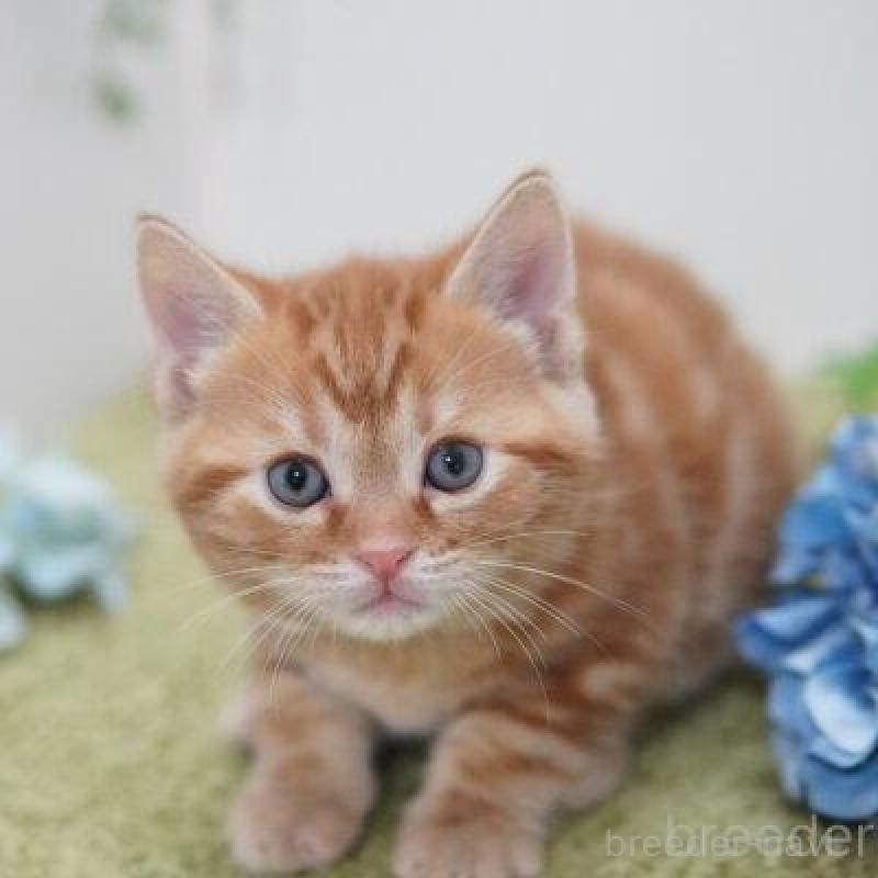 販売中の神奈川県のアメリカンショートヘア-138325の2枚目