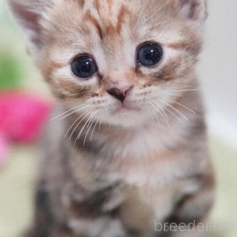 販売中の神奈川県のアメリカンショートヘア-138326の5枚目