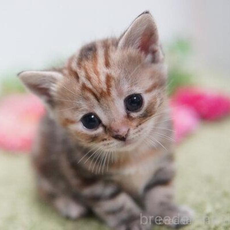 販売中の神奈川県のアメリカンショートヘア-138326の4枚目