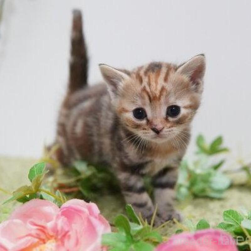 販売中の神奈川県のアメリカンショートヘア-138326の3枚目