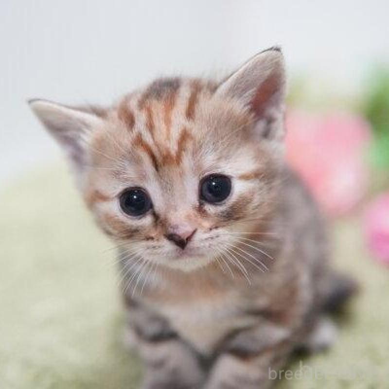 販売中の神奈川県のアメリカンショートヘア-138326の2枚目