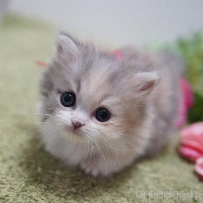 販売中の神奈川県のミヌエット(短足)-138327の5枚目