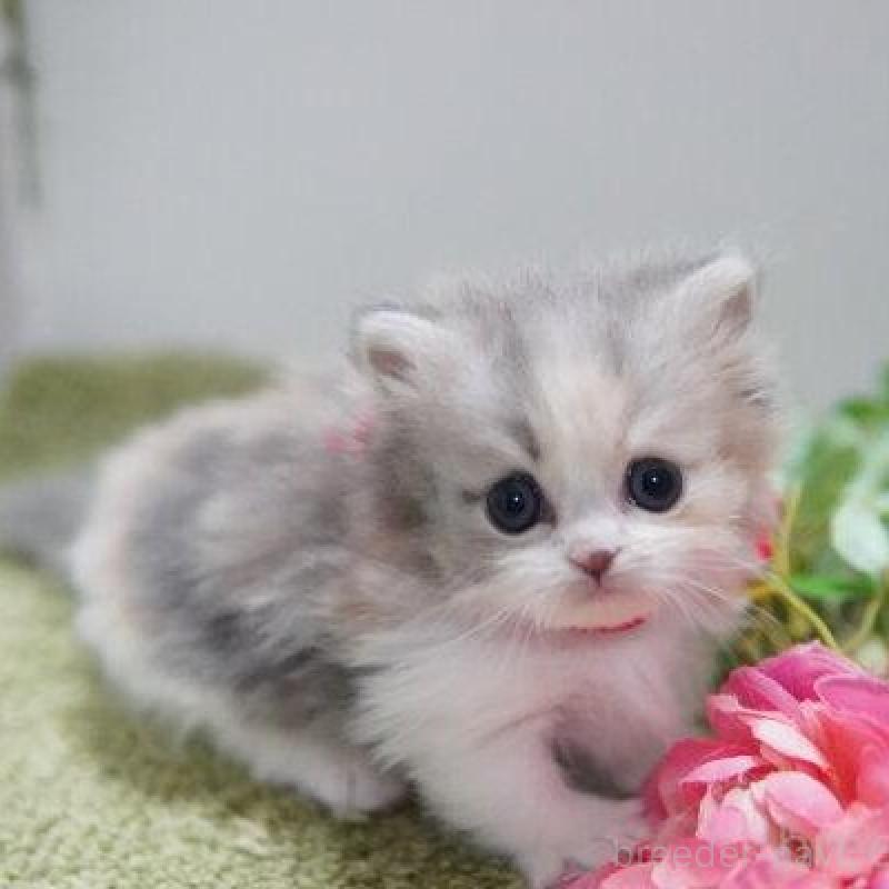 販売中の神奈川県のミヌエット(短足)-138327の4枚目