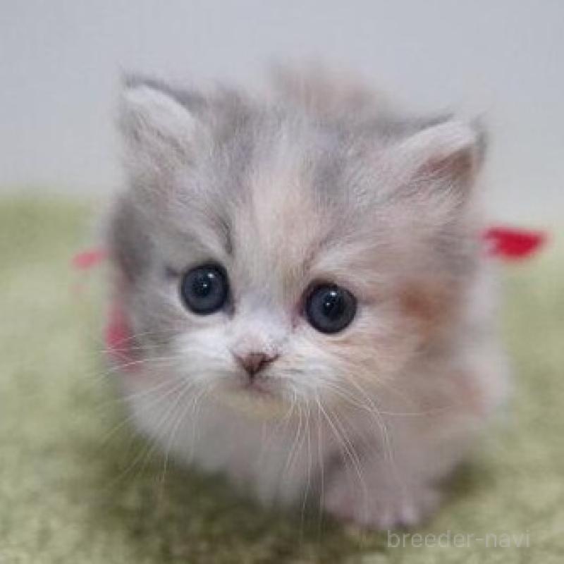 販売中の神奈川県のミヌエット(短足)-138327の3枚目