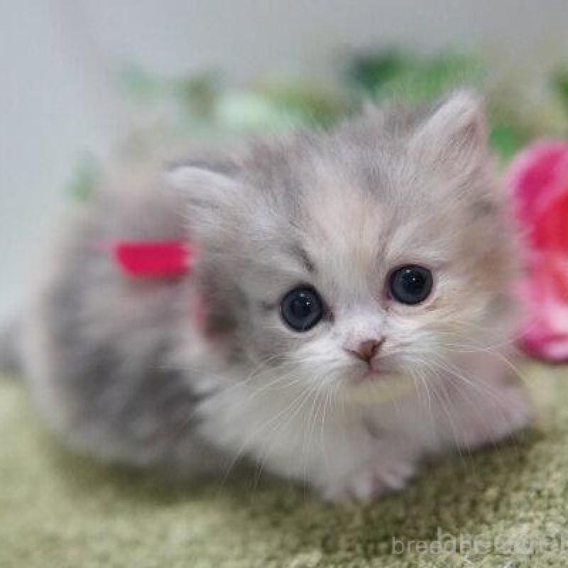 販売中の神奈川県のミヌエット(短足)-138327の2枚目