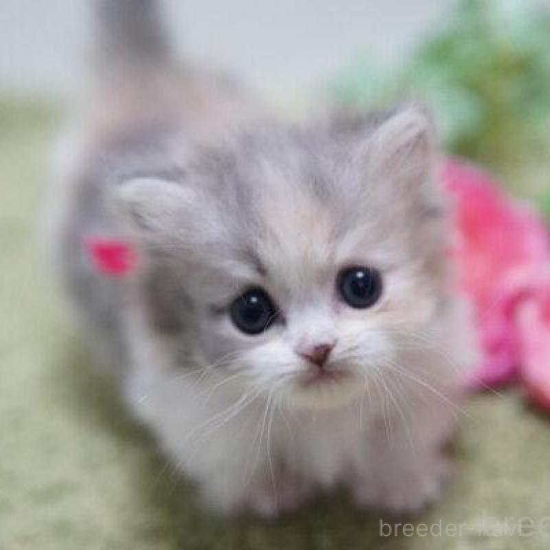 販売中の神奈川県のミヌエット(短足)-138327の1枚目