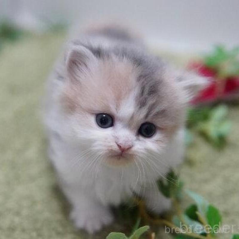 販売中の神奈川県のミヌエット(短足)-138328の5枚目