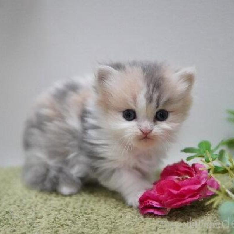 販売中の神奈川県のミヌエット(短足)-138328の4枚目