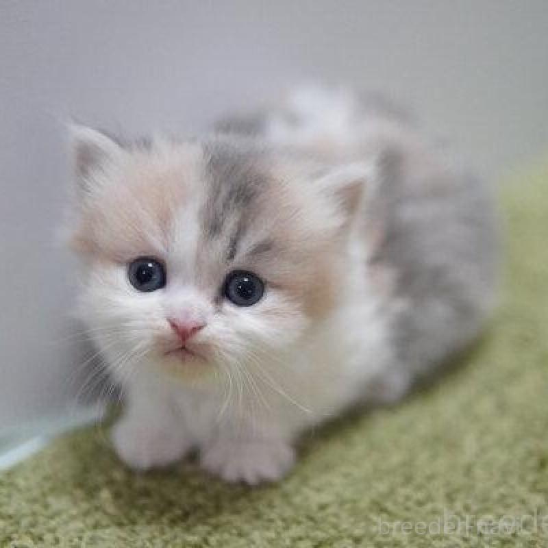 販売中の神奈川県のミヌエット(短足)-138328の2枚目