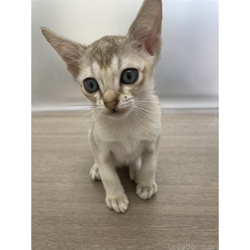 商談中の千葉県のシンガプーラ-136312の14枚目