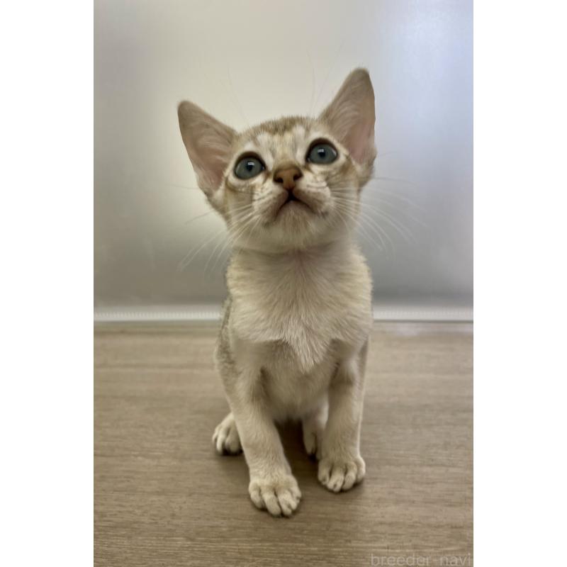 商談中の千葉県のシンガプーラ-136312の12枚目