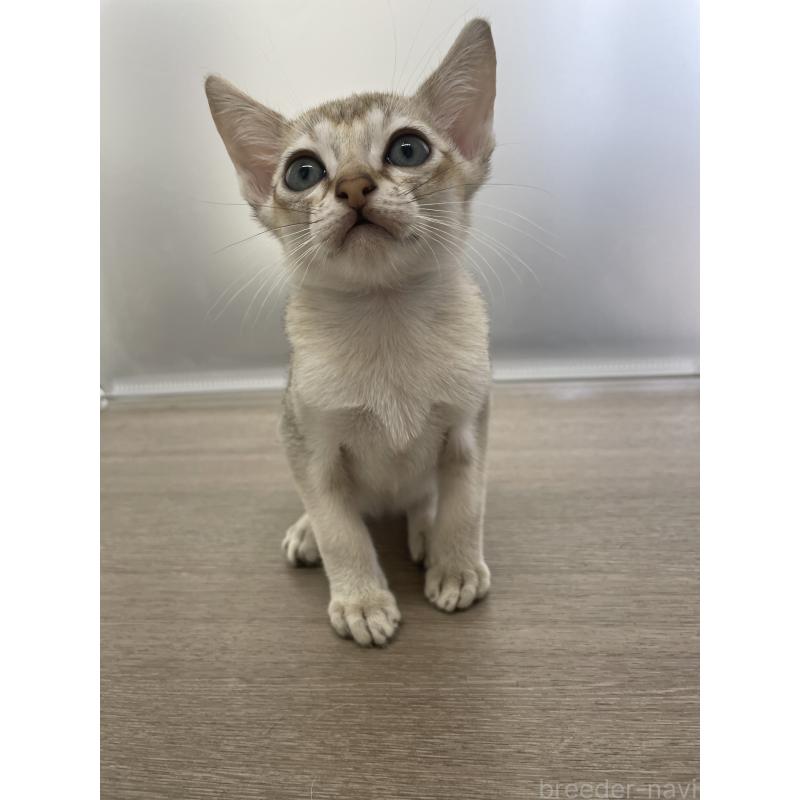 商談中の千葉県のシンガプーラ-136312の11枚目