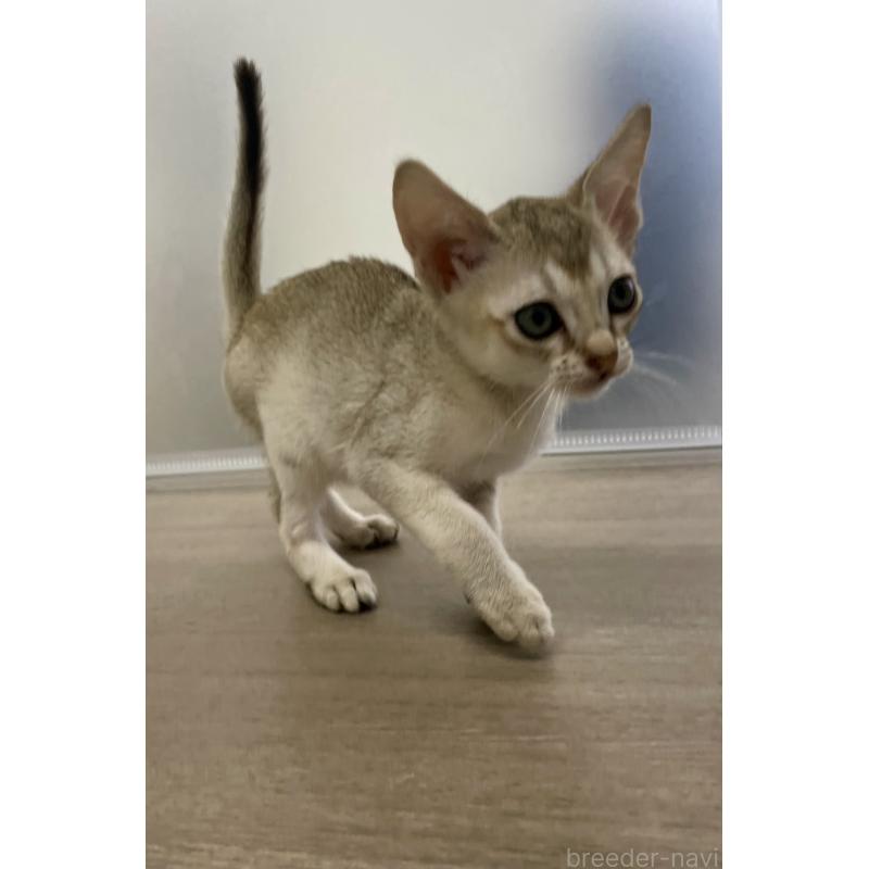 商談中の千葉県のシンガプーラ-136312の9枚目