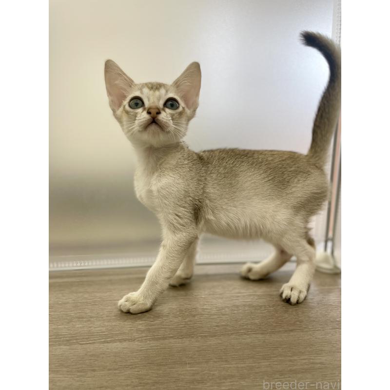 商談中の千葉県のシンガプーラ-136312の7枚目