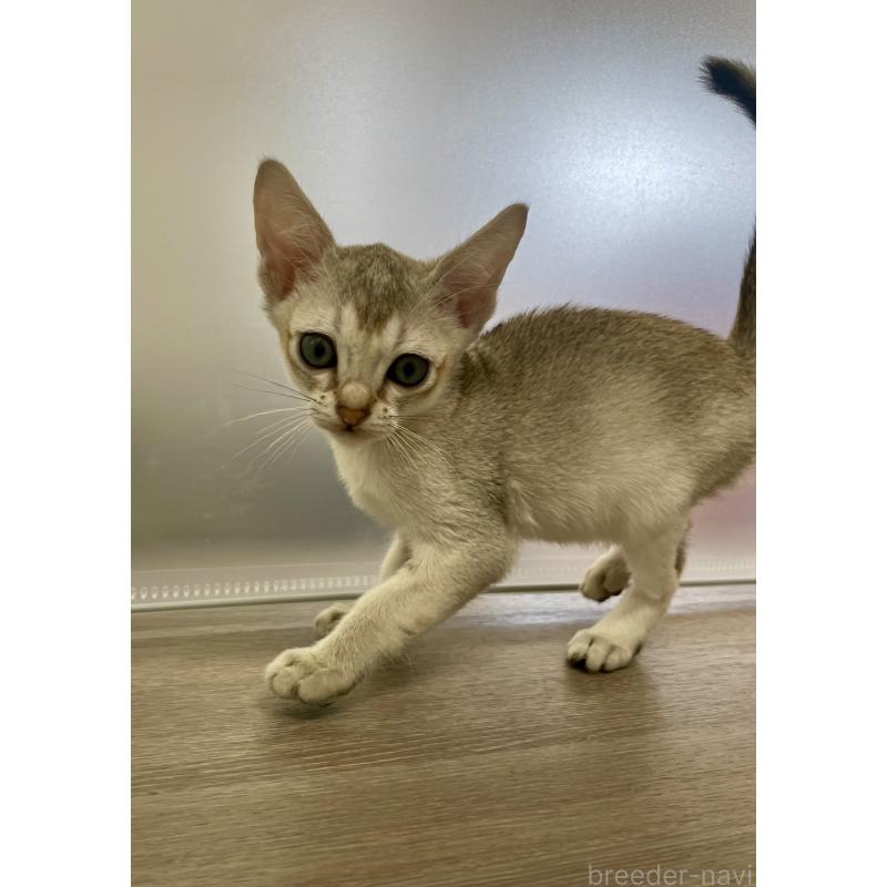 商談中の千葉県のシンガプーラ-136312の6枚目