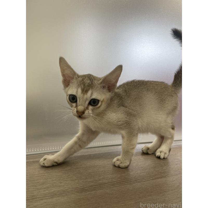 商談中の千葉県のシンガプーラ-136312の4枚目