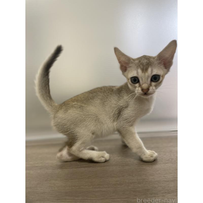 商談中の千葉県のシンガプーラ-136312の3枚目