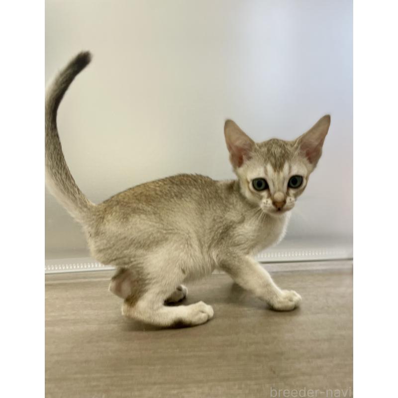 商談中の千葉県のシンガプーラ-136312の2枚目