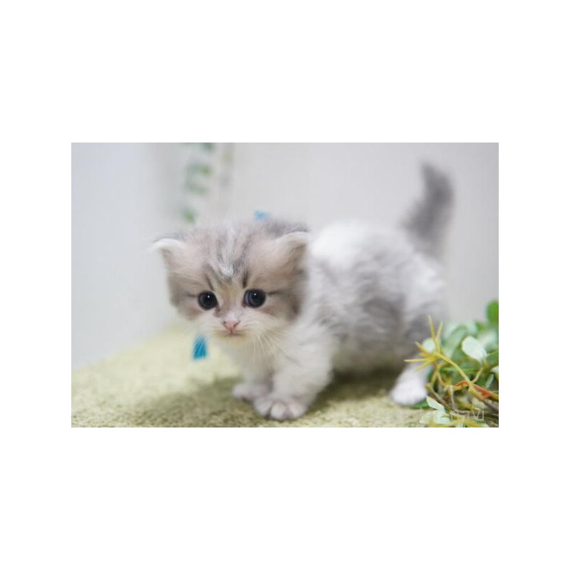 販売中の神奈川県のミヌエット(短足)-138329の5枚目