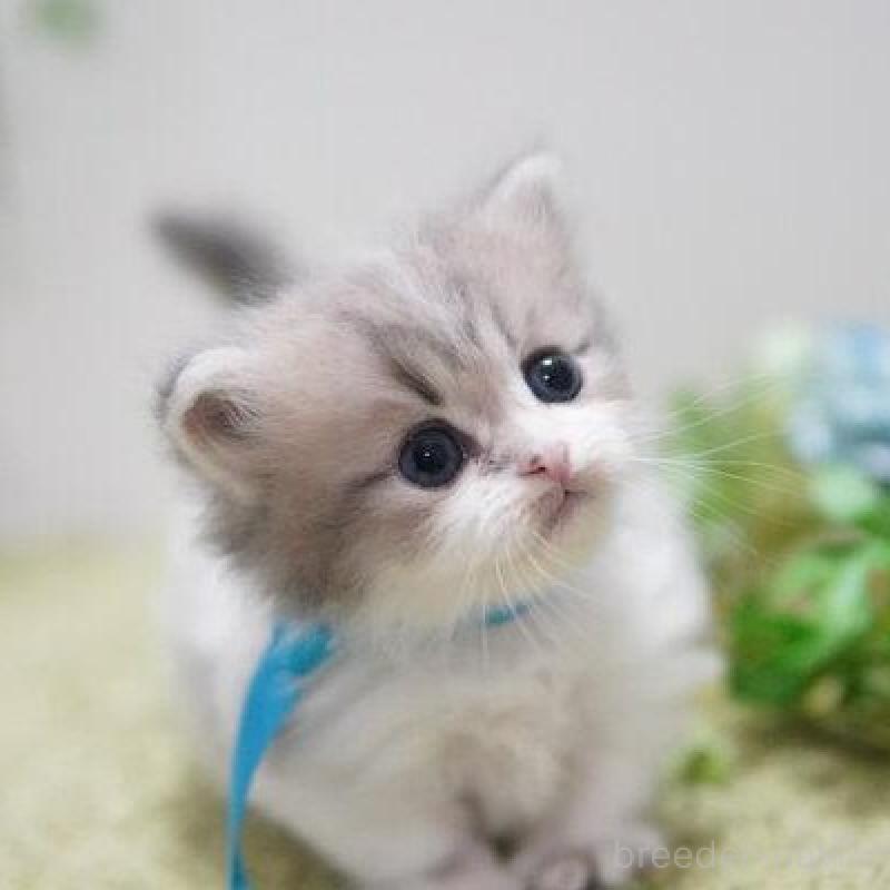 販売中の神奈川県のミヌエット(短足)-138329