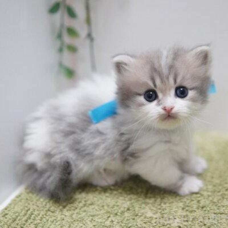 販売中の神奈川県のミヌエット(短足)-138329の4枚目