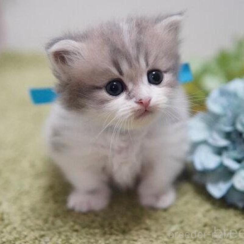 販売中の神奈川県のミヌエット(短足)-138329の3枚目