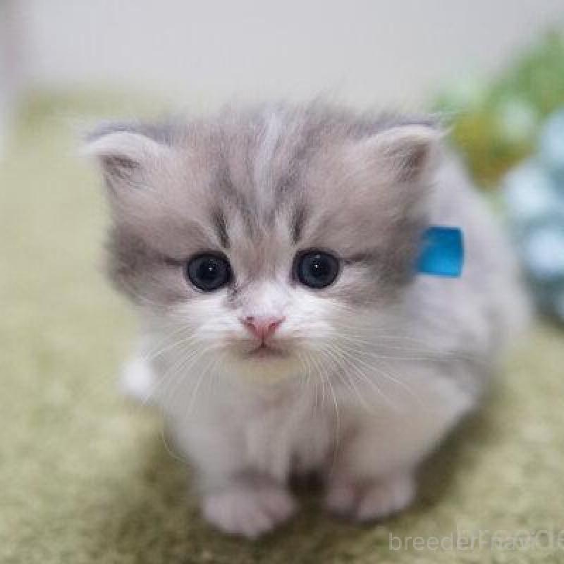 販売中の神奈川県のミヌエット(短足)-138329の2枚目