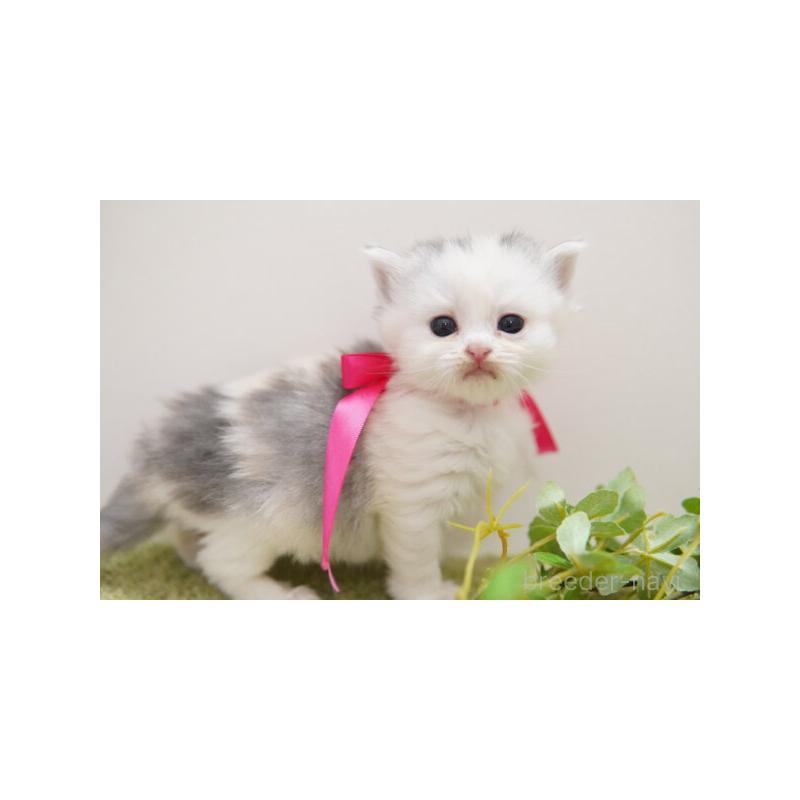 販売中の神奈川県のミヌエット-138330の3枚目