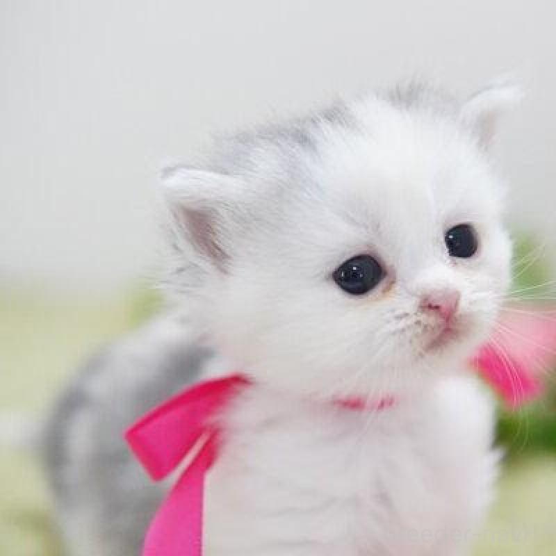 販売中の神奈川県のミヌエット-138330の2枚目