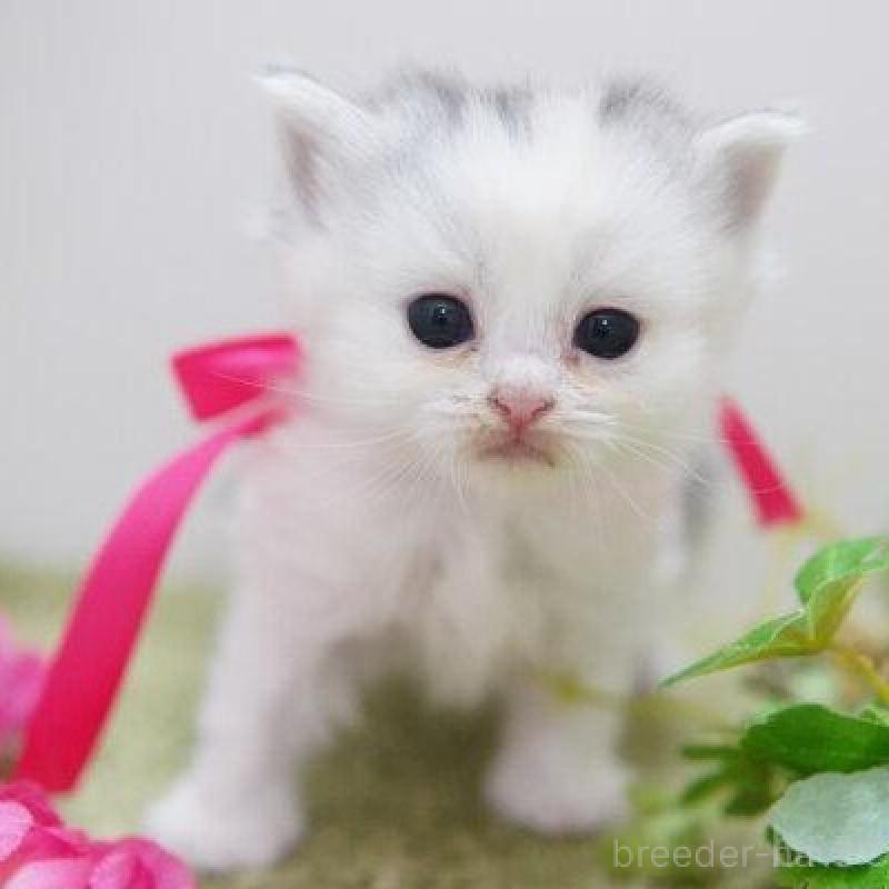 販売中の神奈川県のミヌエット-138330