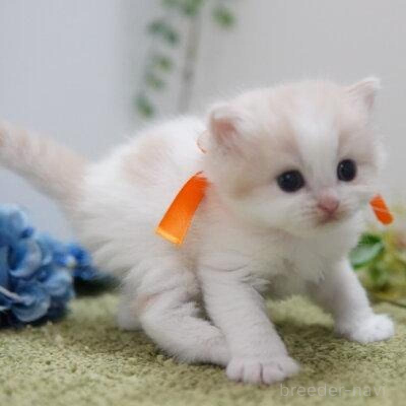 販売中の神奈川県のミヌエット-138331の5枚目